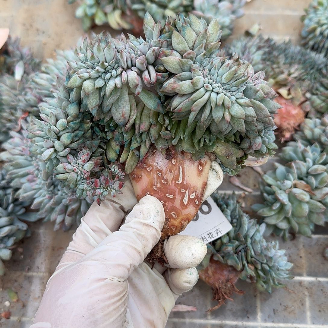 大长腿开播福利呀呀