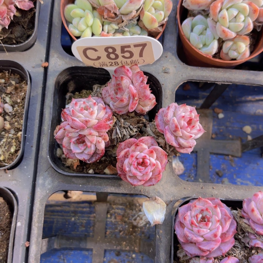 C857蓝孔雀一物一拍