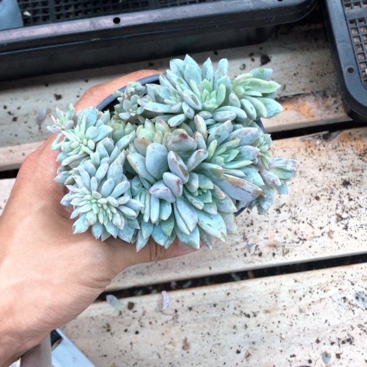 星影高板子缀化408