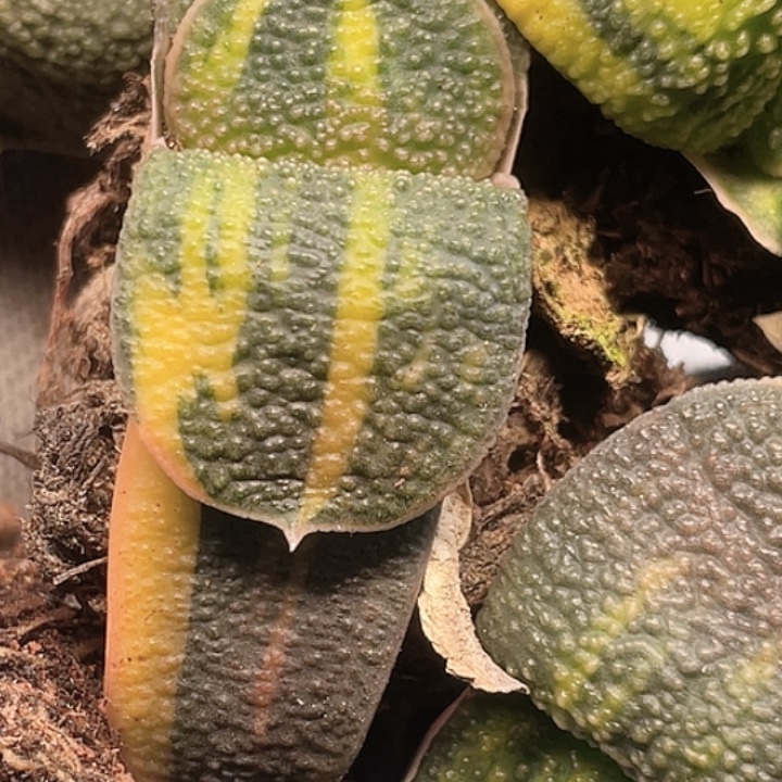 无***痕客户专拍一物一拍