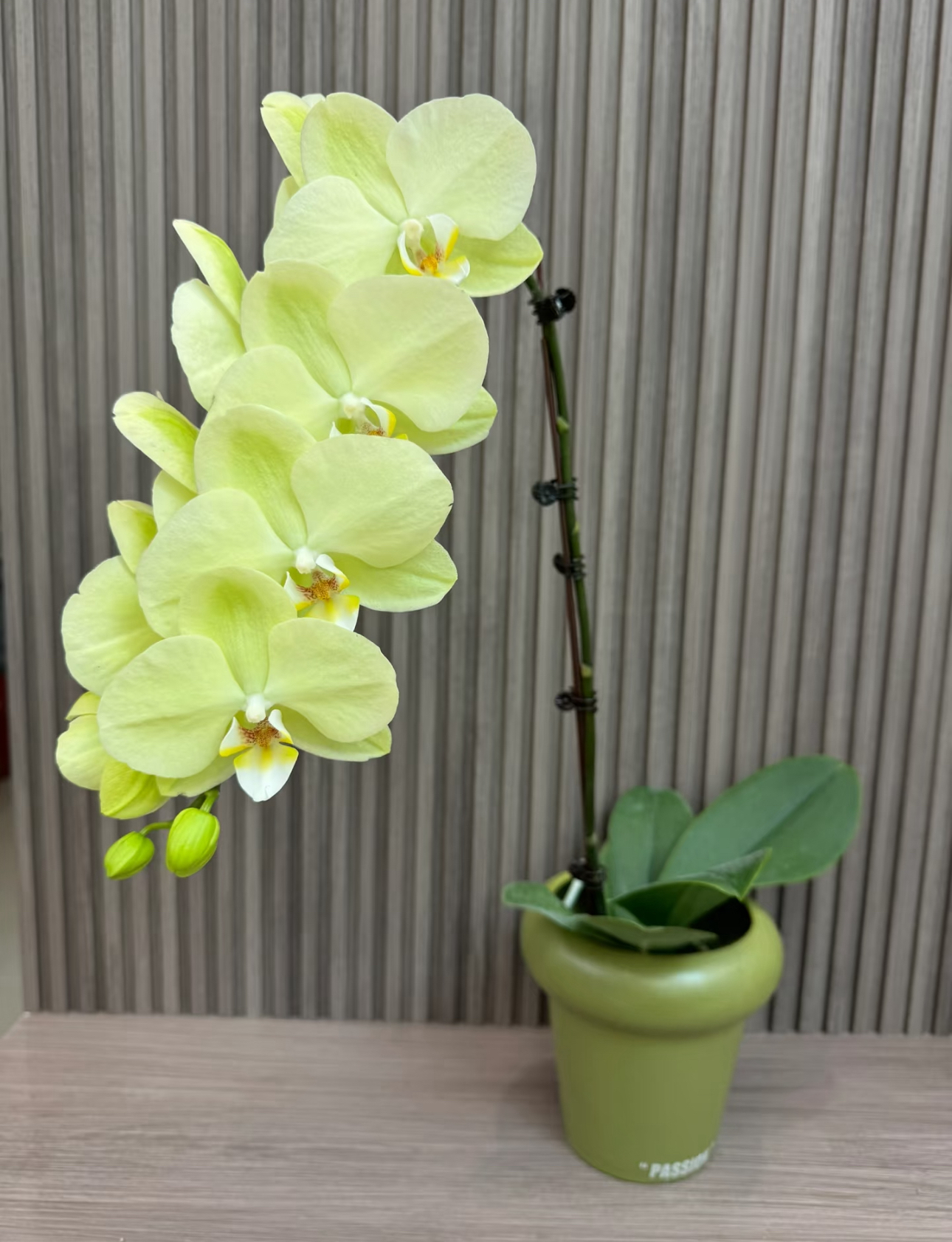 【日光浴】出花剑苗 蝴蝶兰 3.5寸杯