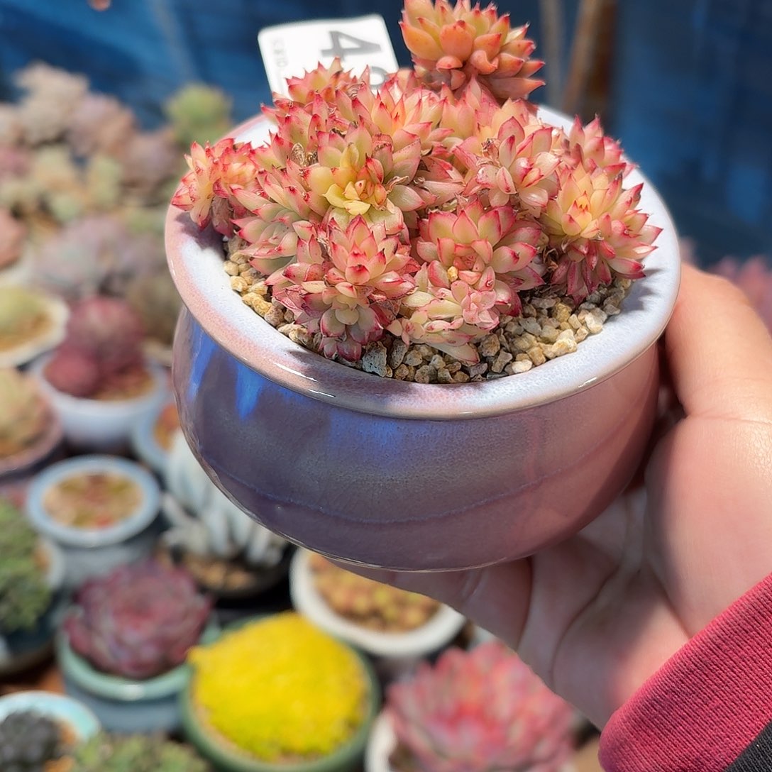 问***孩女雏锦多肉带盆发货紫色圆盆