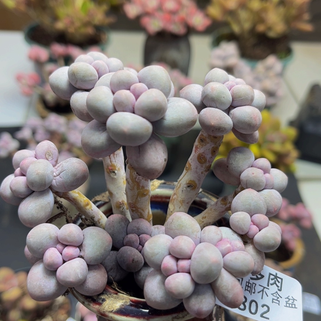 802/9cm香水手指多肉植物