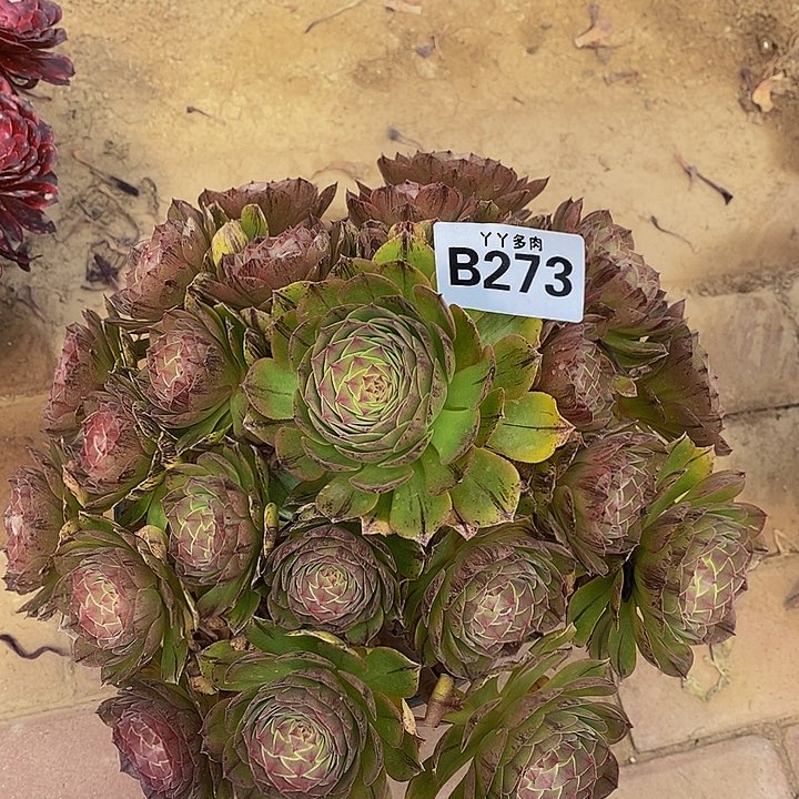 老桩法师万拉丝273