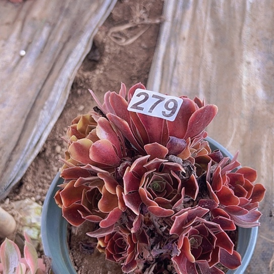 向***阳多肉植物一个欧嘉莉