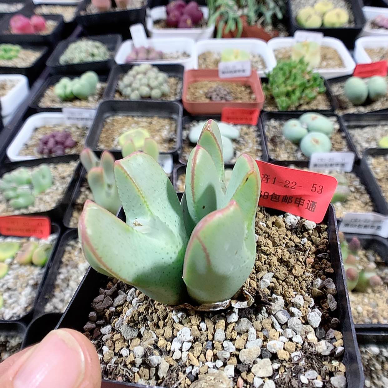 【闪购商品】1-22-53 少将 30 丸子