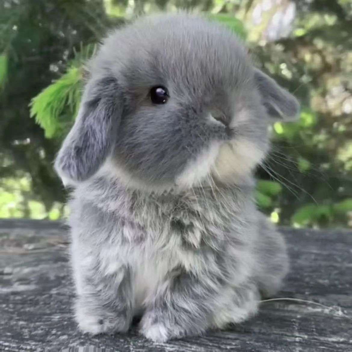 宠物兔长不大顺丰包邮