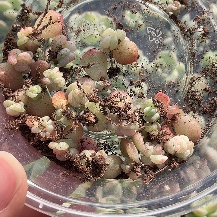 OTO多肉切糕优选dy2437