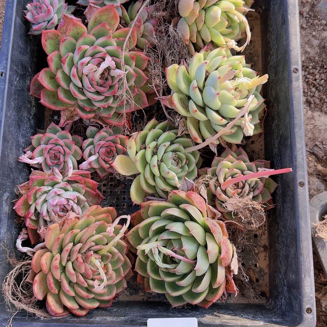 直播一物一拍多肉12