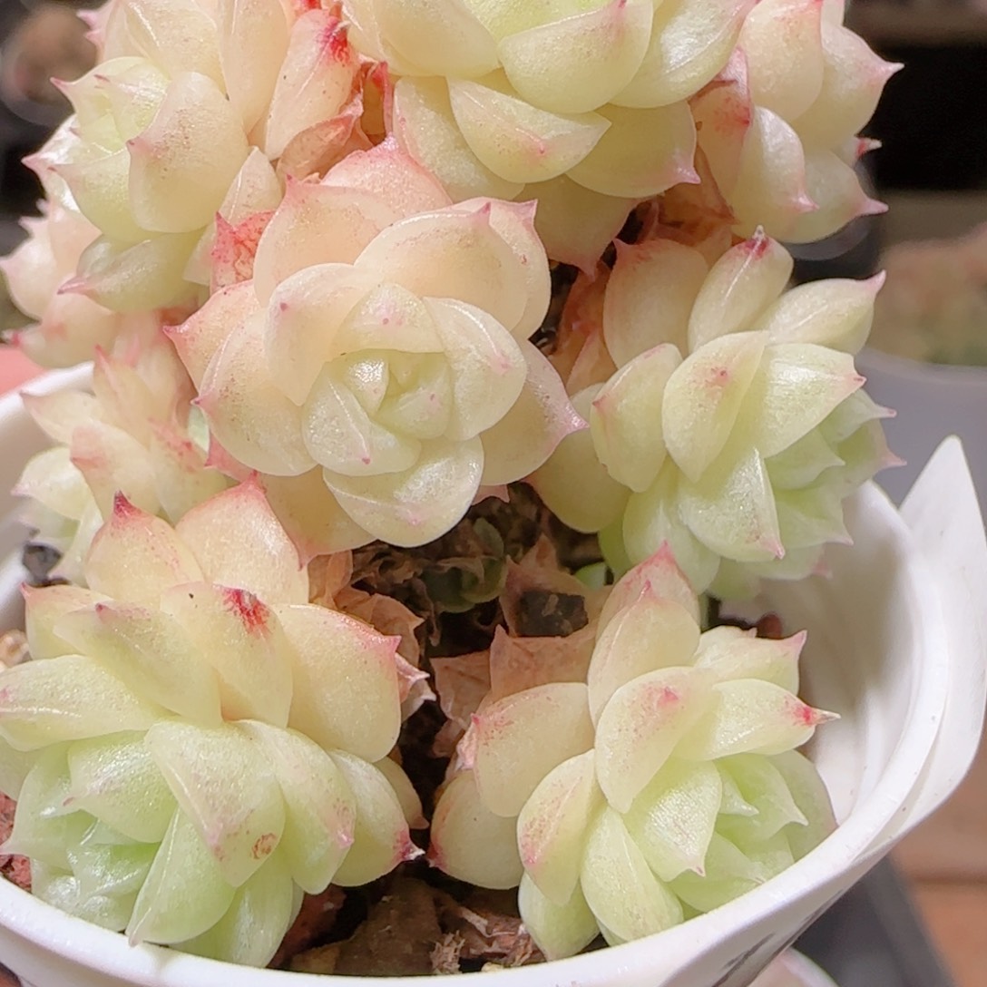 花语多肉1214-110散