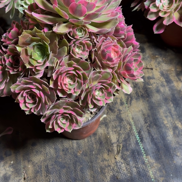 *****瑞妈，。。。。192初恋，