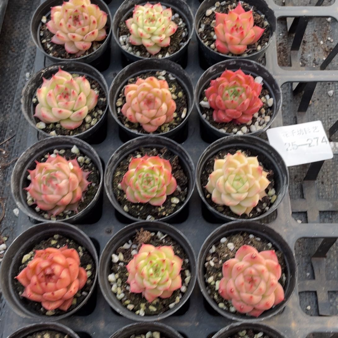 一物一拍18棵25-274