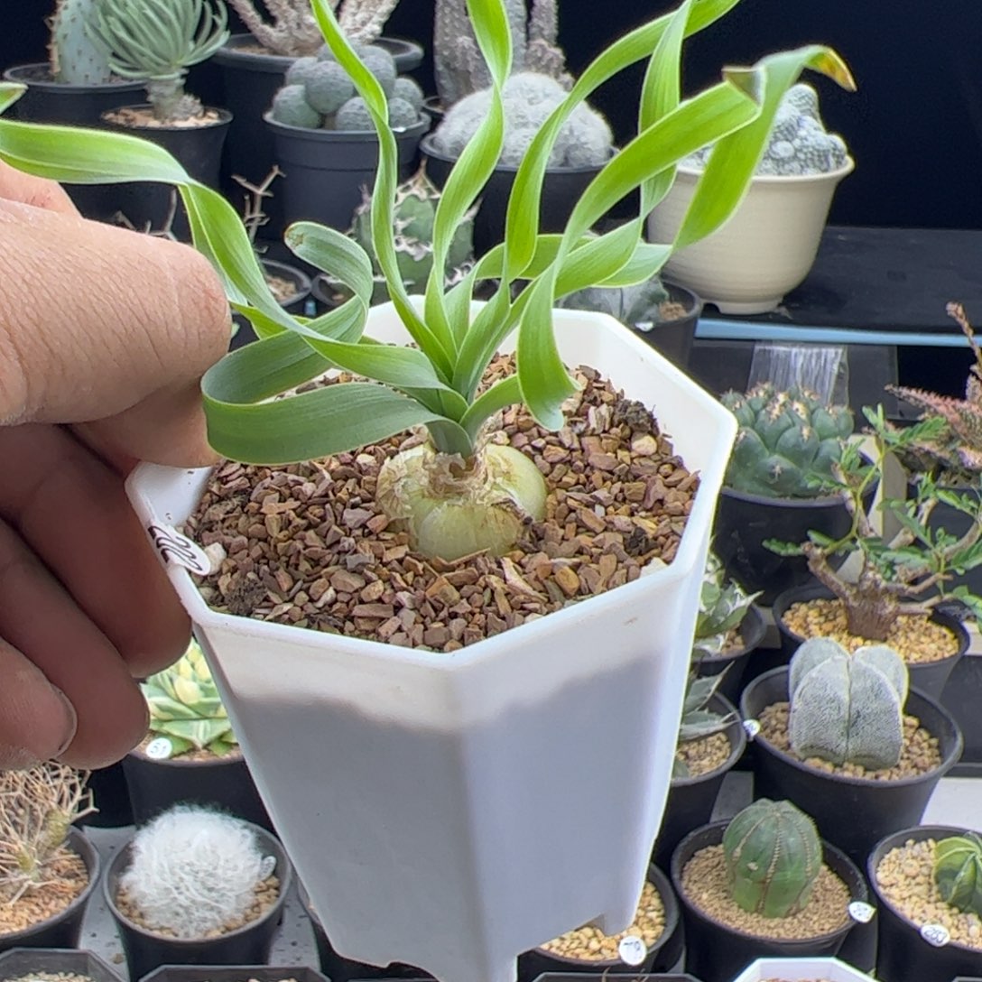 宽弹簧草一物一拍