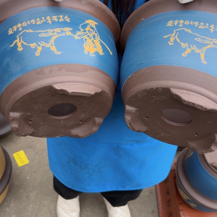 30+30蓝放牛娃三角金钟花盆花盆