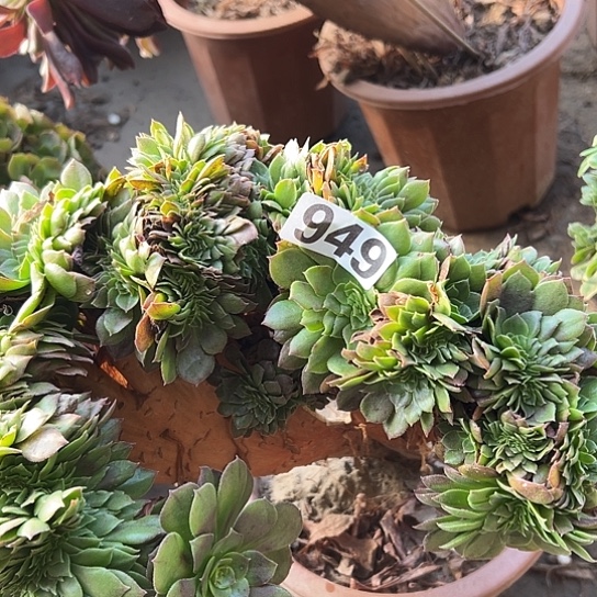 吴***谓多肉植物一个有伤949