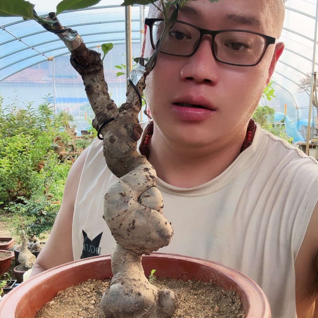 青***老当前无花朵，栽培后可花朵