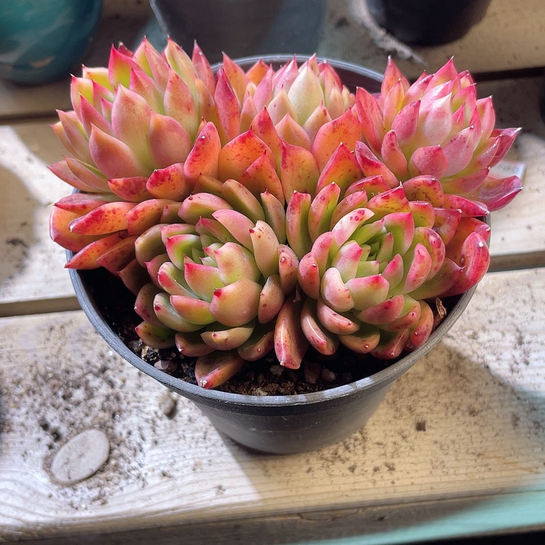 0828  韩版红相府 六月六