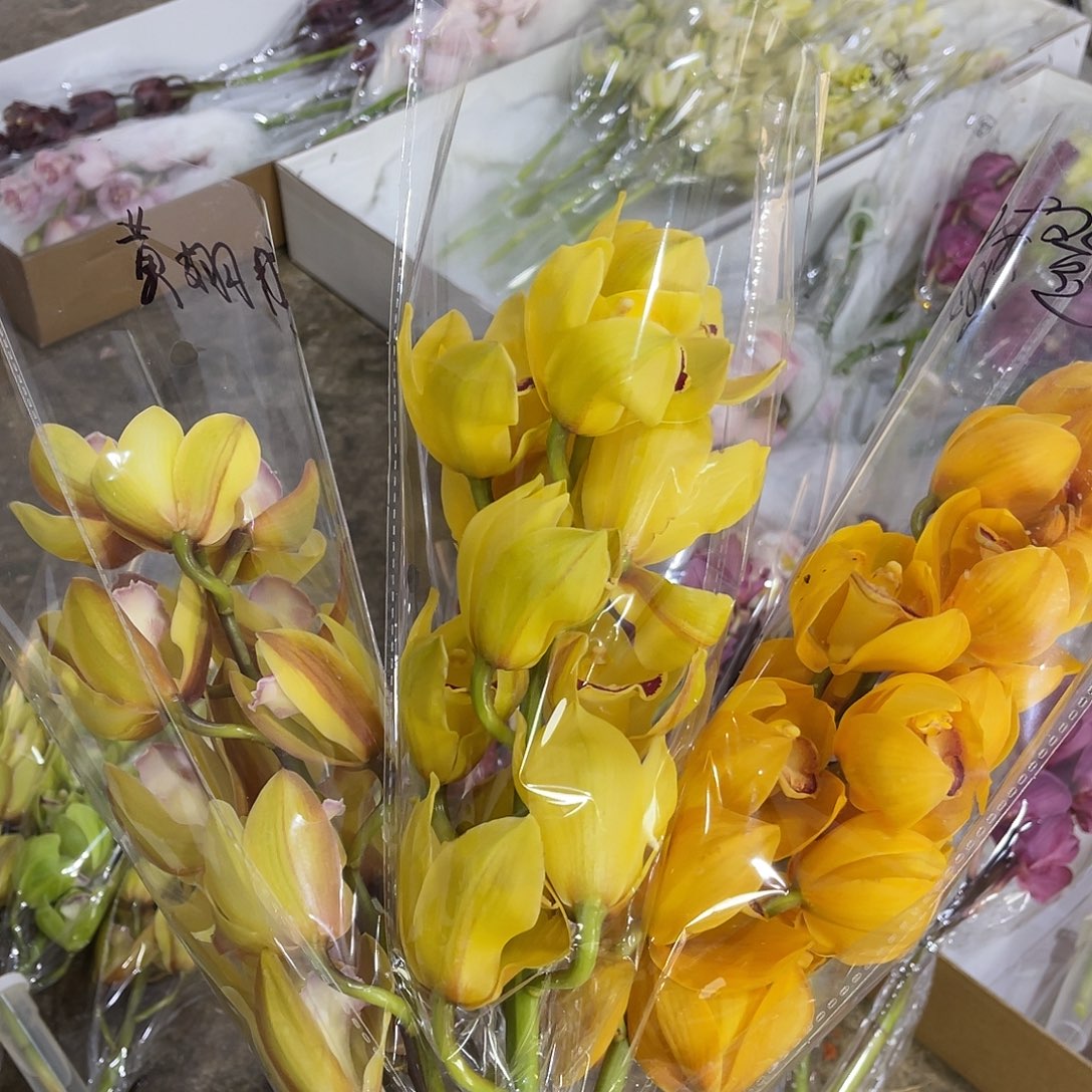 完全开放蕙兰（黄色3枝组合）3枝