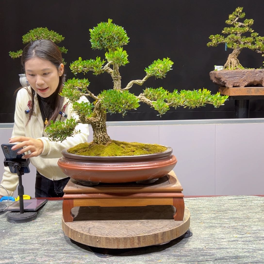 黄杨盆景老桩四季长青