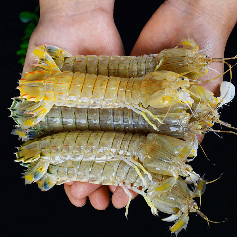 渤海湾新鲜皮皮虾(保鲜不保活)