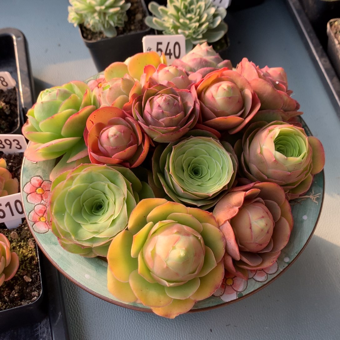 山地玫瑰组合540