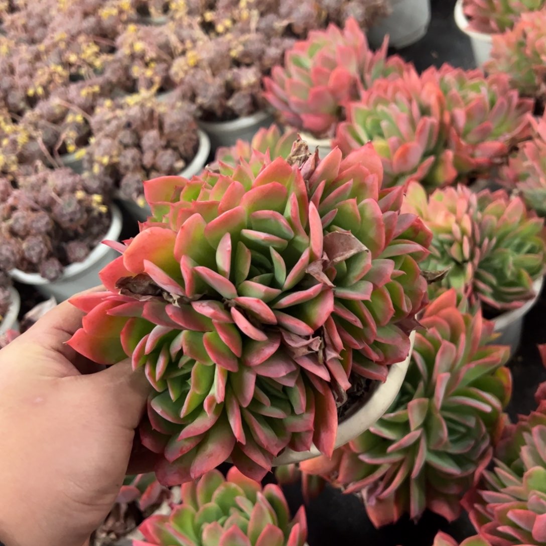 绮罗仙子缀化大盆