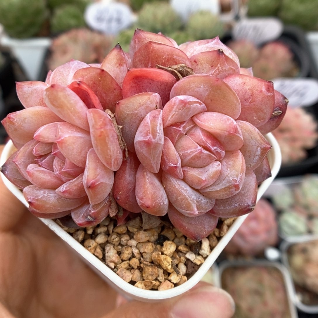 糖心琥珀群生357号。