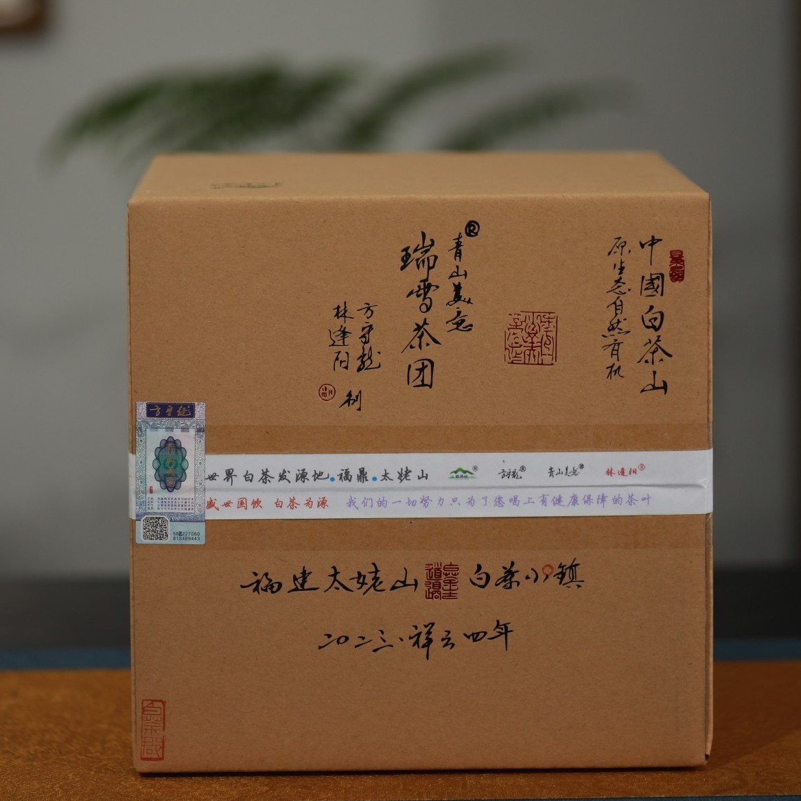 方守龙林逢阳2023年瑞雪茶团冬大叶团茶中国白茶山原生态自然有机