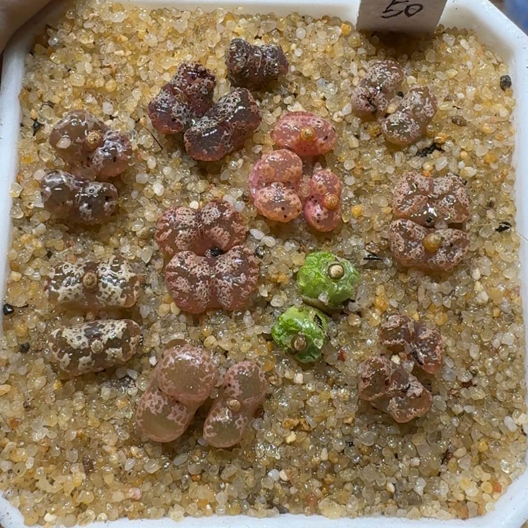 0221-01彩色蝴蝶勋章