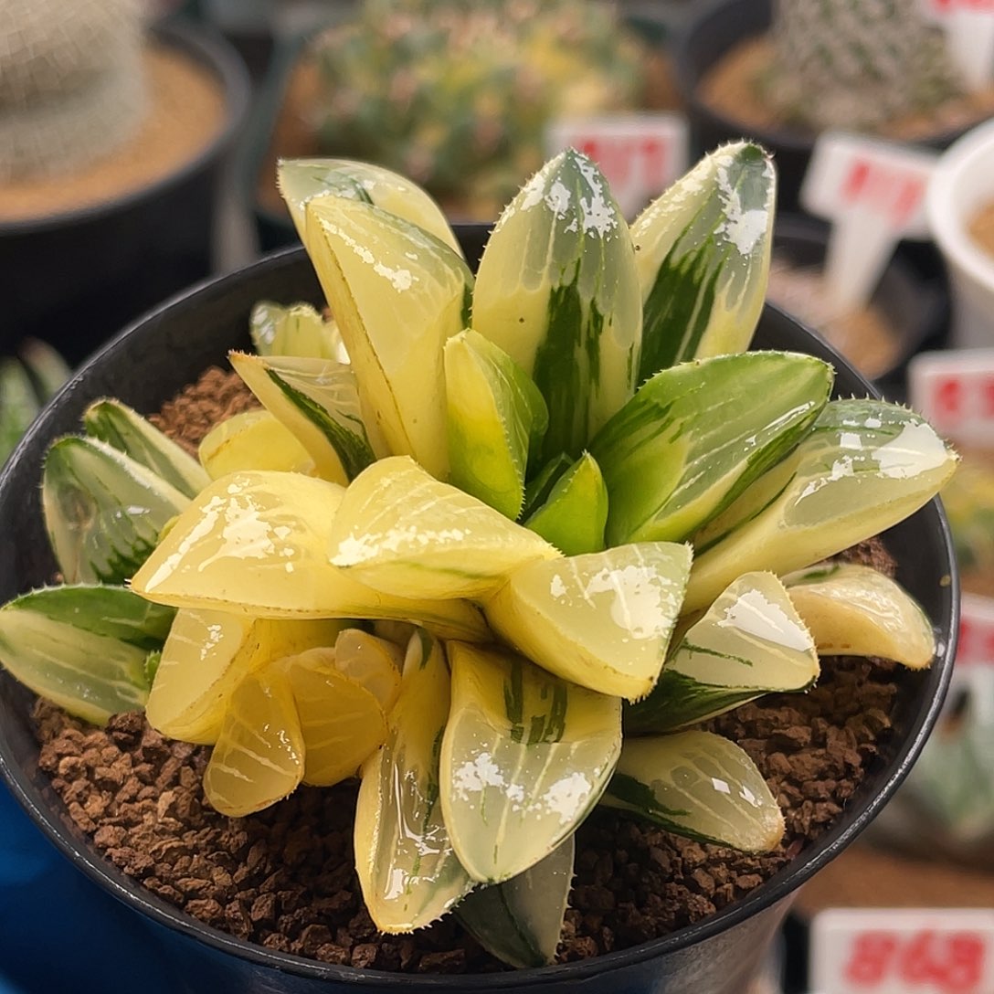 实生三头姬寿锦硬叶十二卷