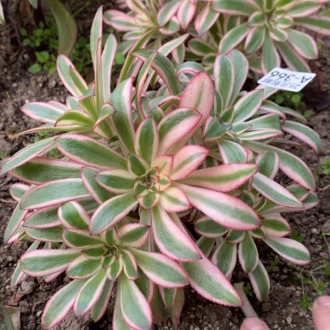 366初恋砍过满25包邮多肉