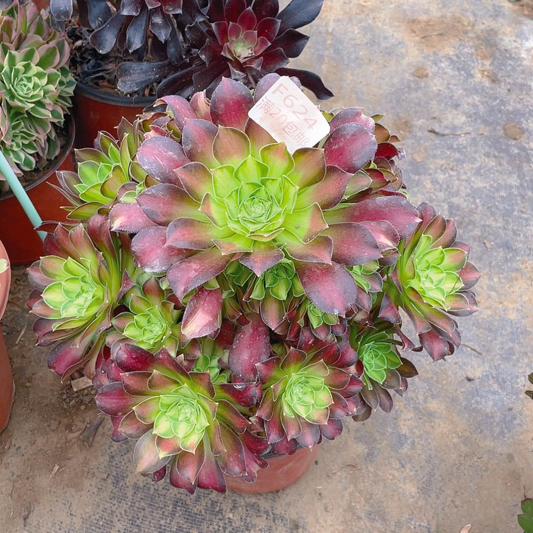 624韶华多肉小损不包