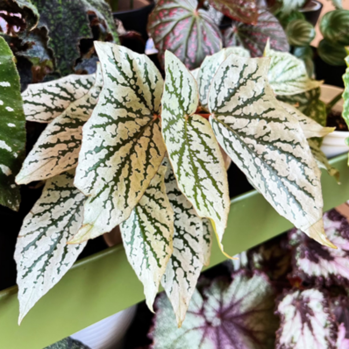 【猫耳朵秋海棠】梨花升级版！秋海棠C位天南星科盆栽