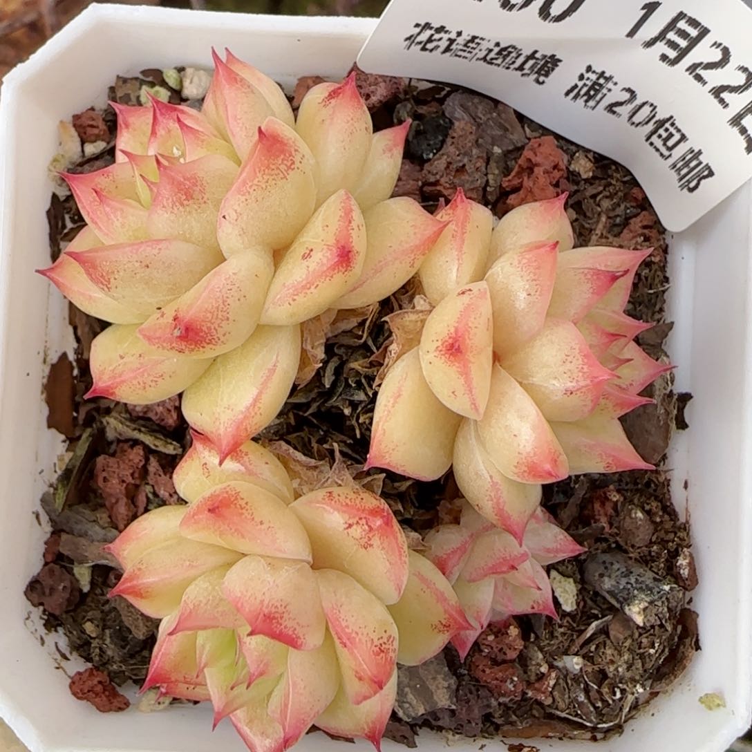 花语逸境0122-200