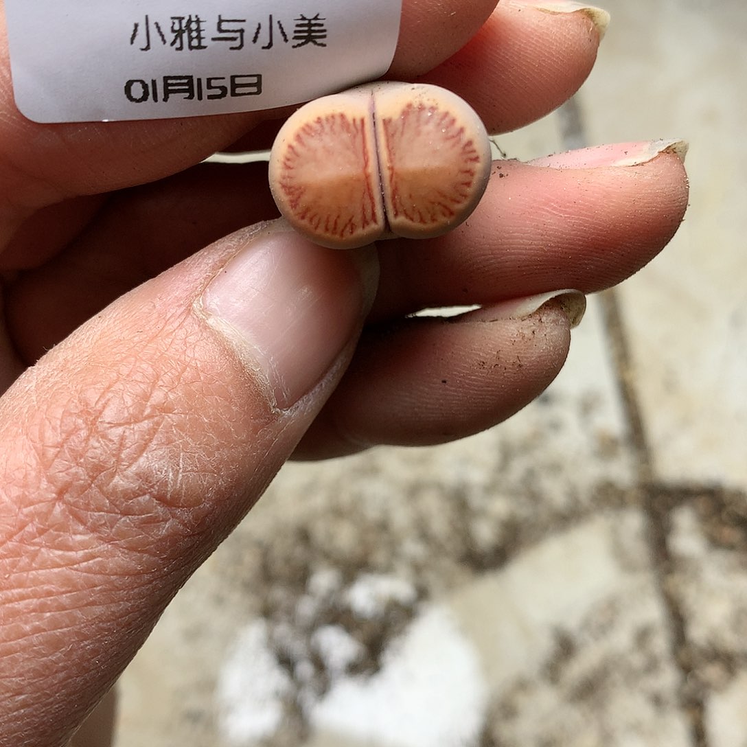 C53多肉植物保护研究所