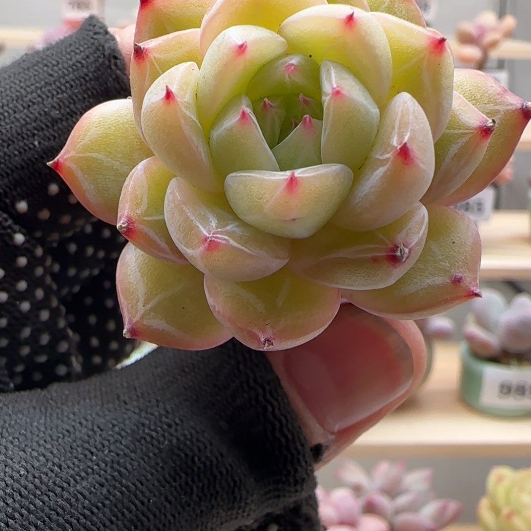 雪花珍妮满38包邮（除新疆 西藏 内蒙） 