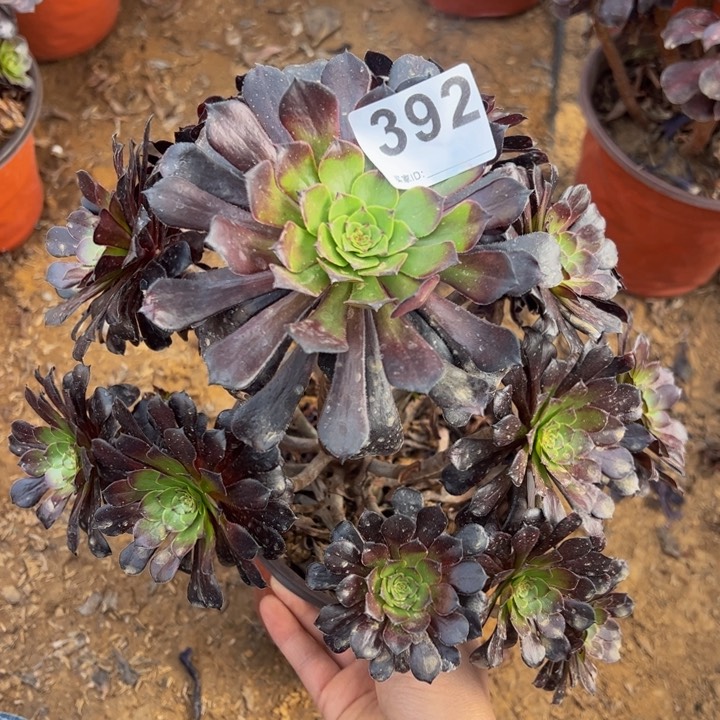 墨筒多肉微瑕392