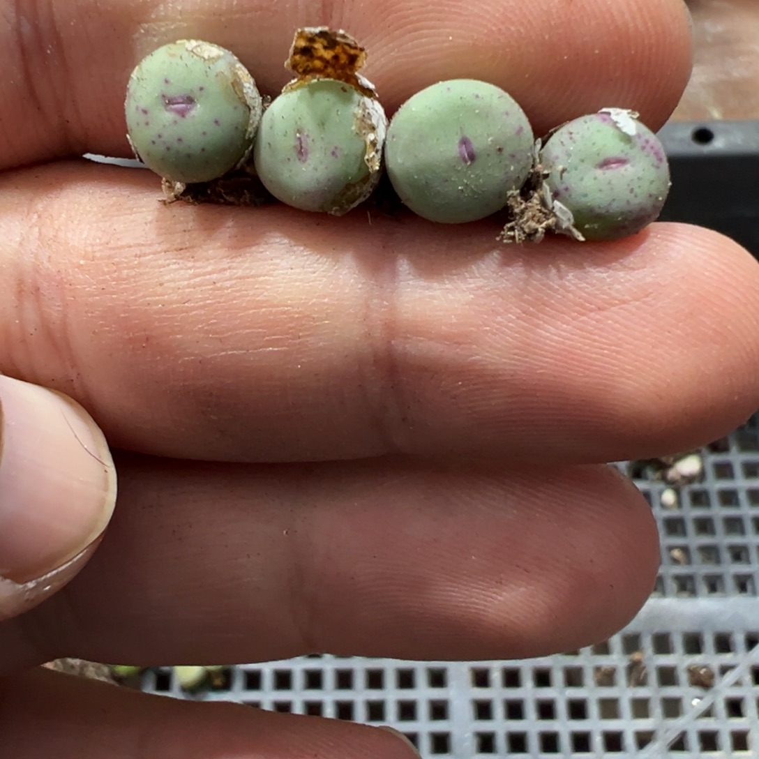 5-197肉锥多肉植物