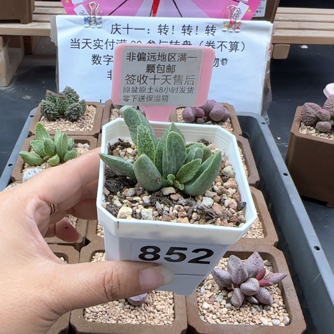 852抹茶多肉植物
