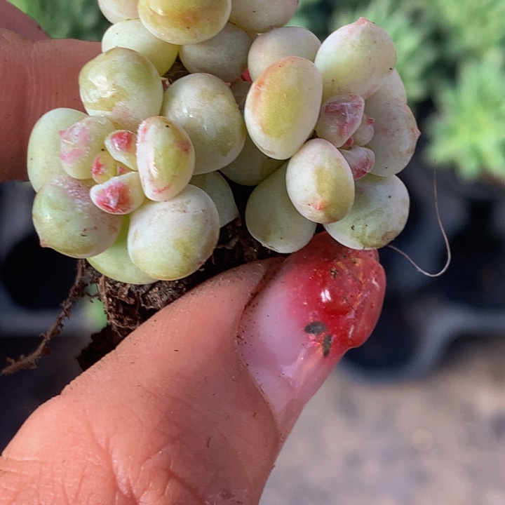 樱桃群10颗  包邮 多肉