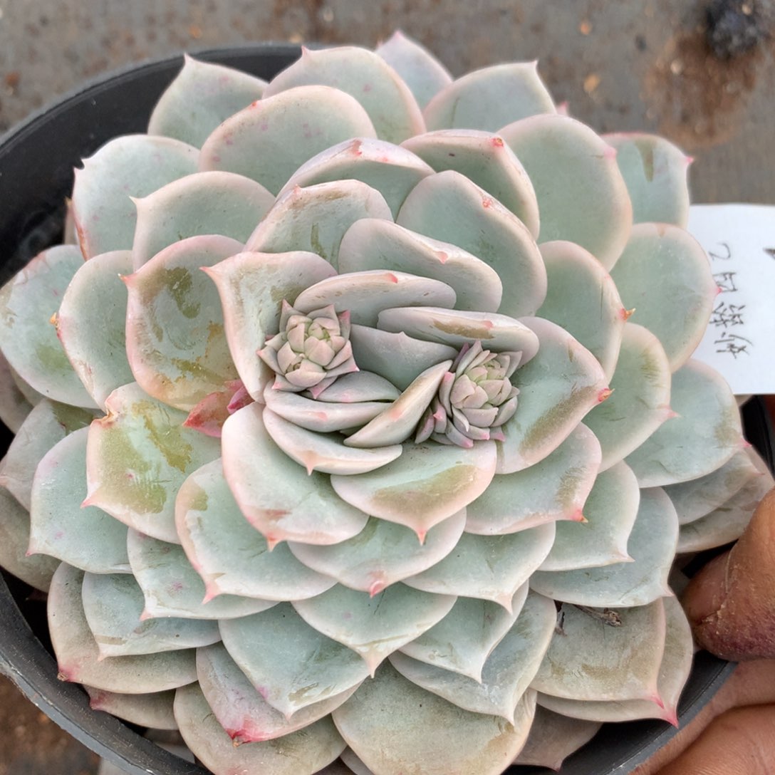 414杂交精品基地 10厘米