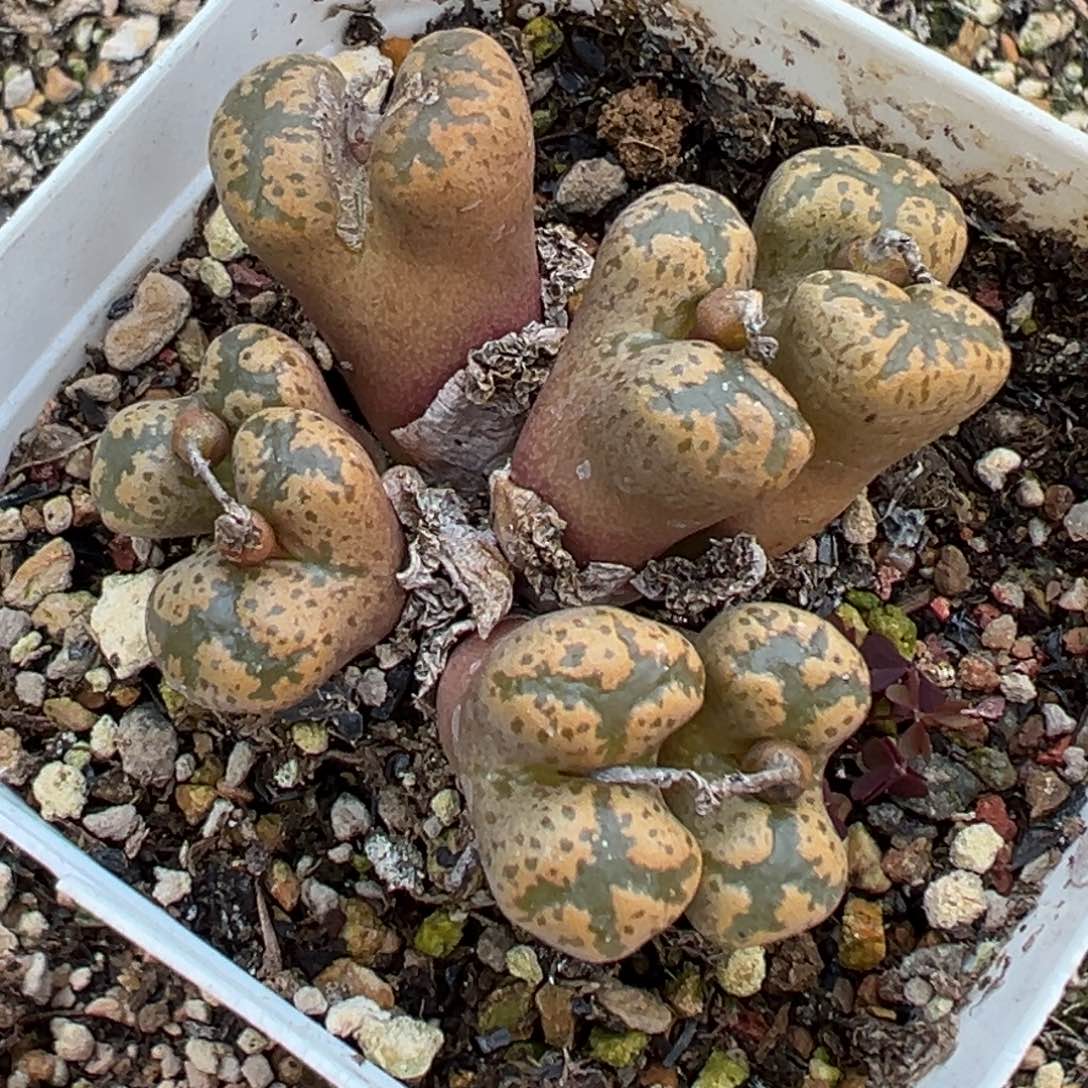 多肉植物1111111111111111