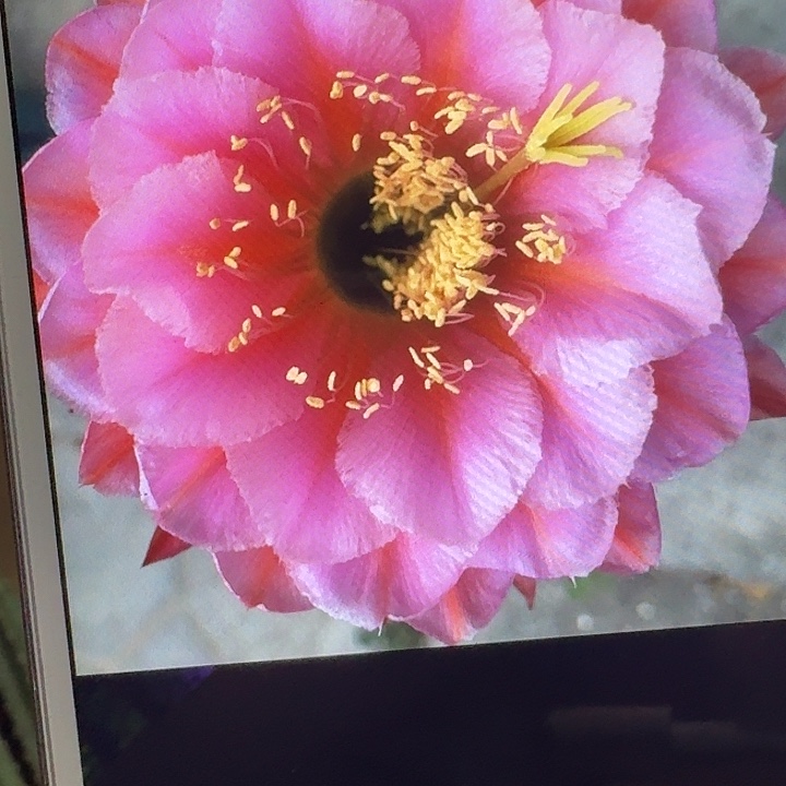 花季少女侧芽5公分毛花柱