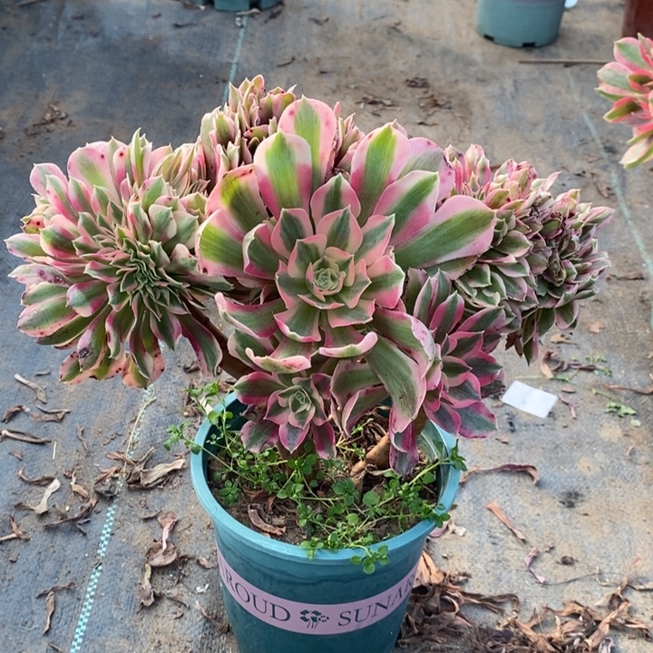 粉女巫缀多肉植物12 