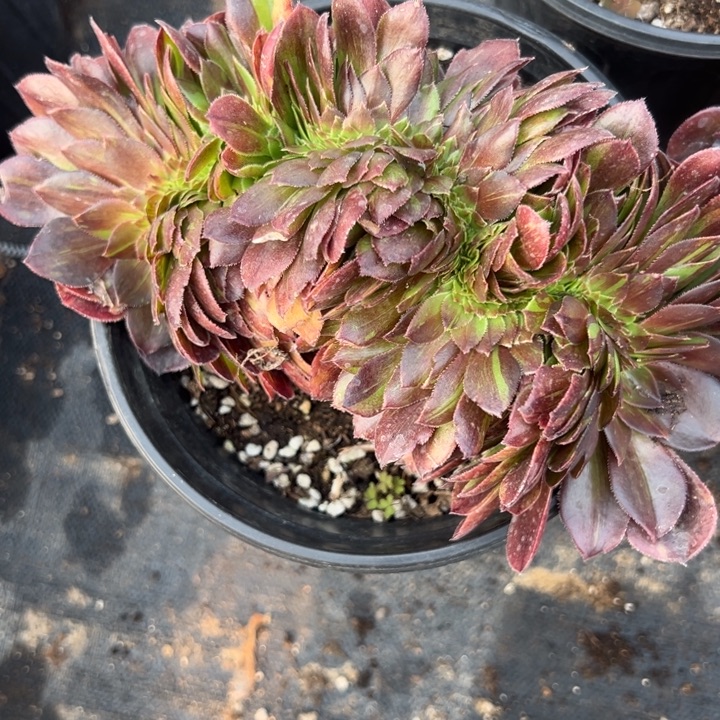 多肉植物花月页缀不售后