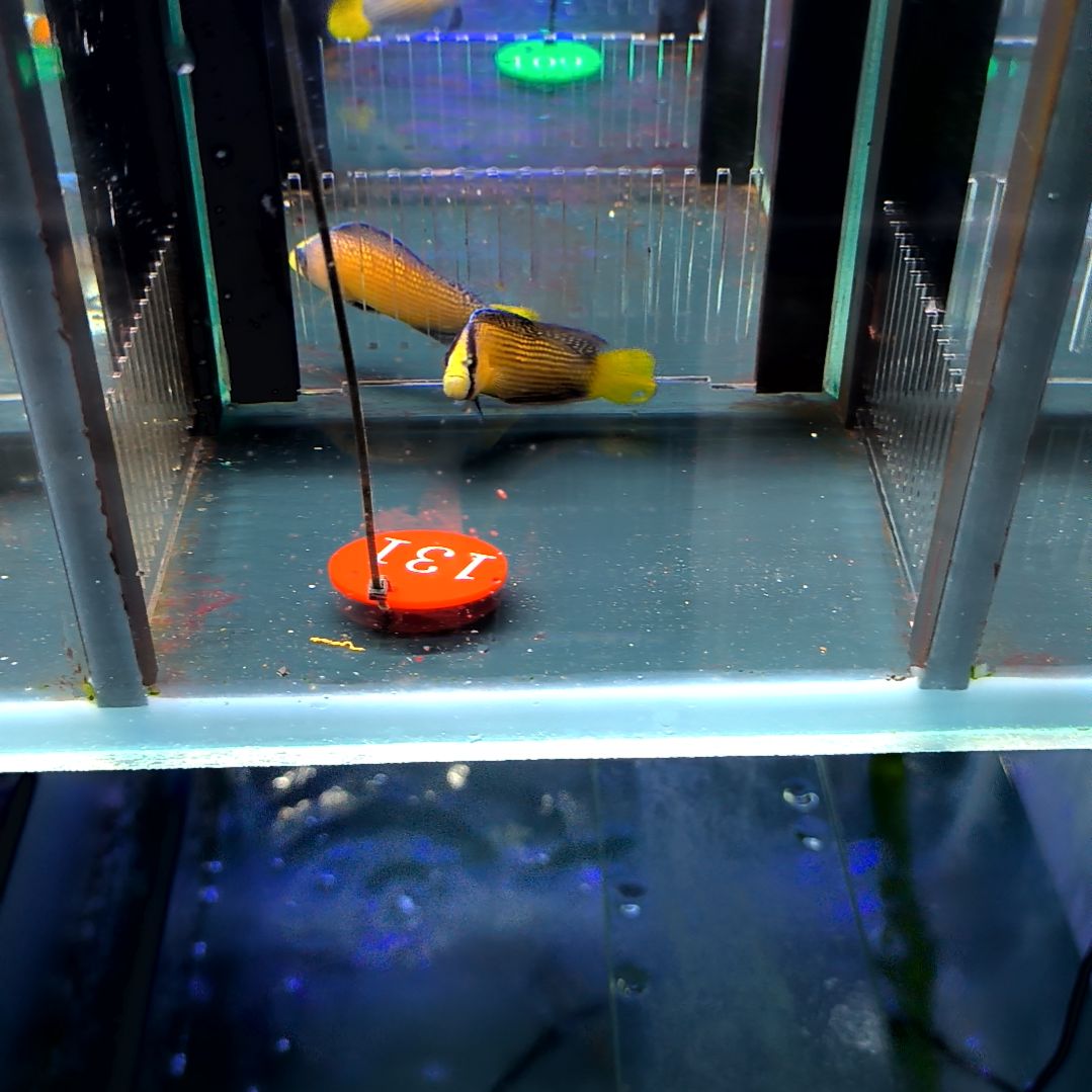 海水鱼闪电草莓7+/5-44-131