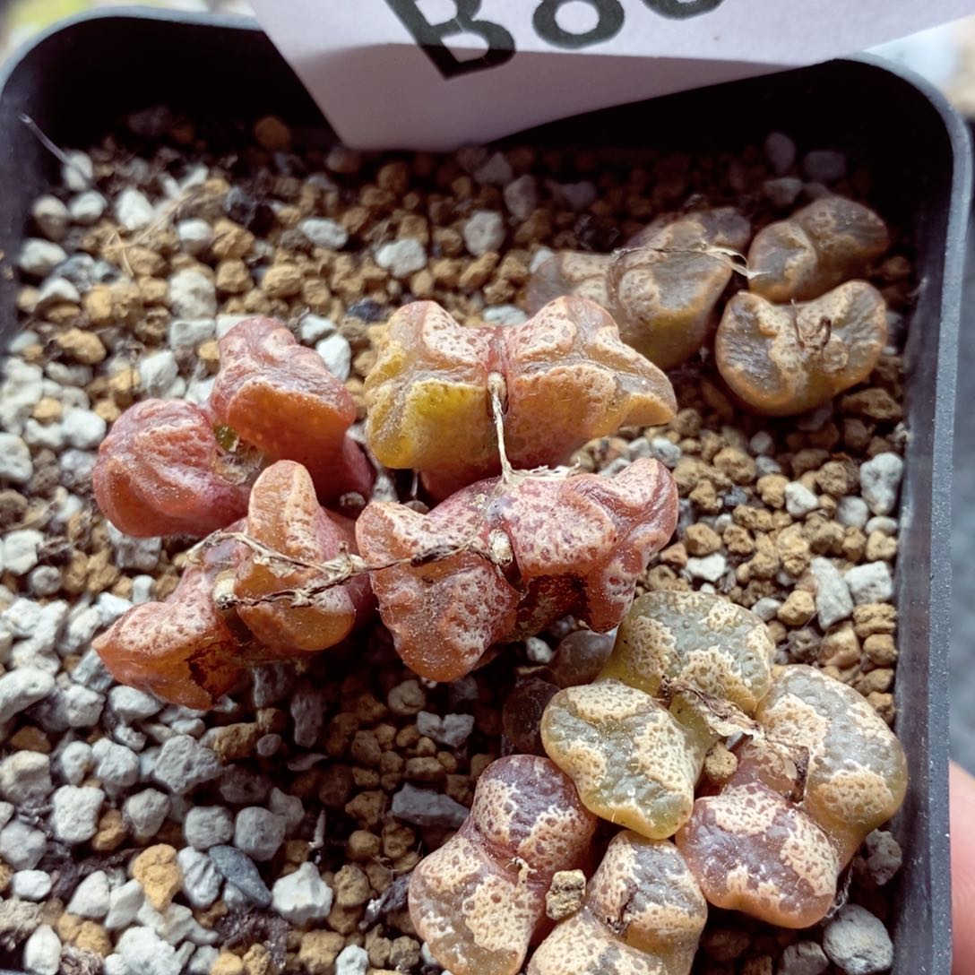 我的小姐姐们都是我800