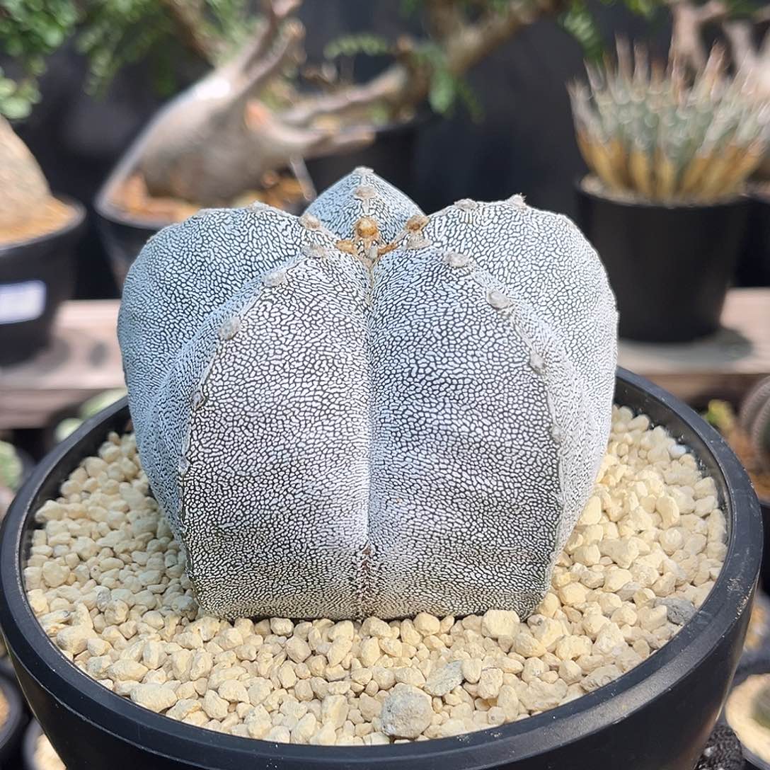 恩冢Aaaaaaaaaaaaaa