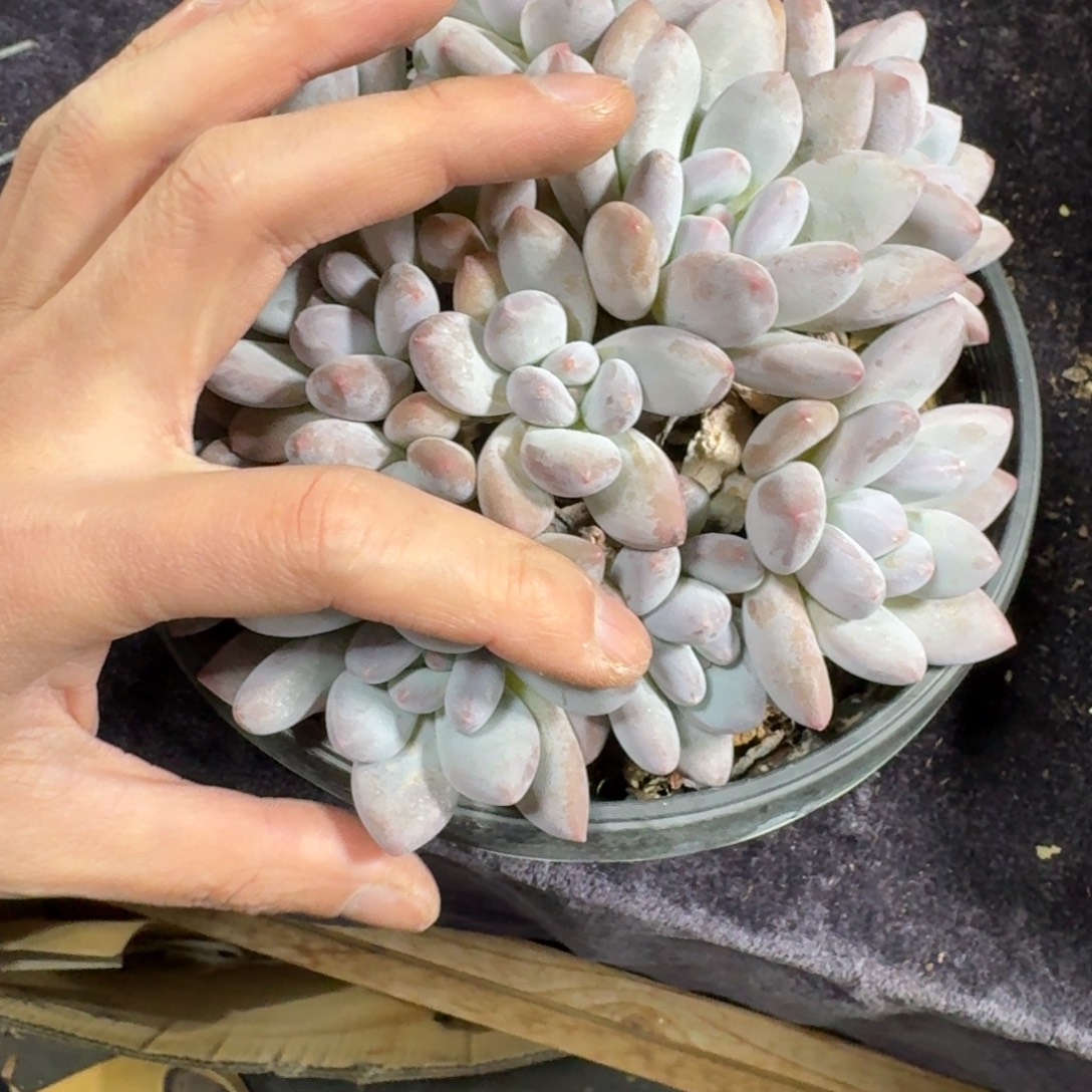 喵****香水群一物一拍多头