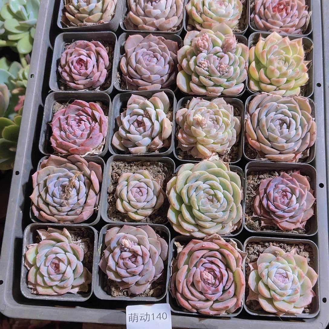 直播一物一拍多肉140